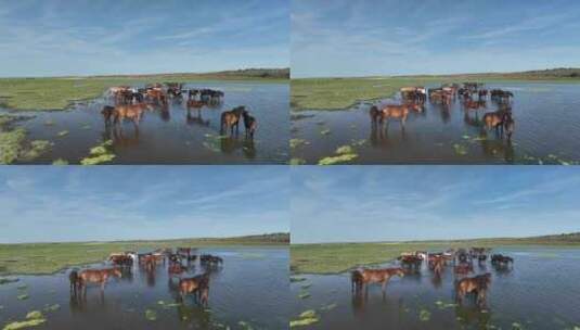 航拍呼伦贝尔秋天的草原马群346高清在线视频素材下载