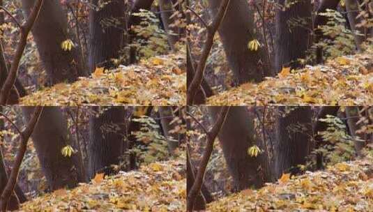 秋天落叶高清在线视频素材下载