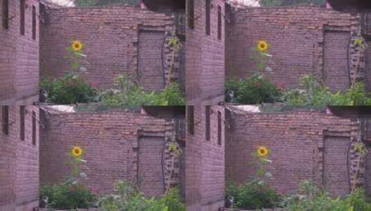 农村砖瓦房的向日葵和两只小猫高清在线视频素材下载