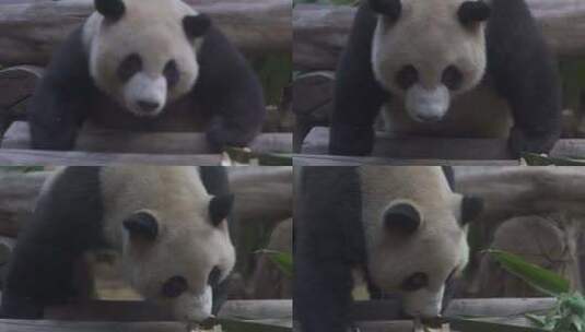 熊猫高清在线视频素材下载