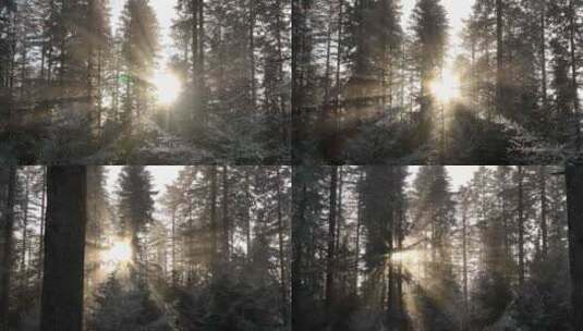 森林大自然逆光高清在线视频素材下载