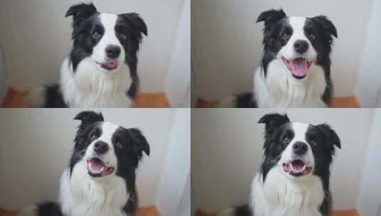 有趣的情感狗肖像可爱的微笑小狗边境牧羊犬高清在线视频素材下载