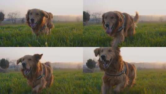 金毛猎犬在日出的农田上放松高清在线视频素材下载