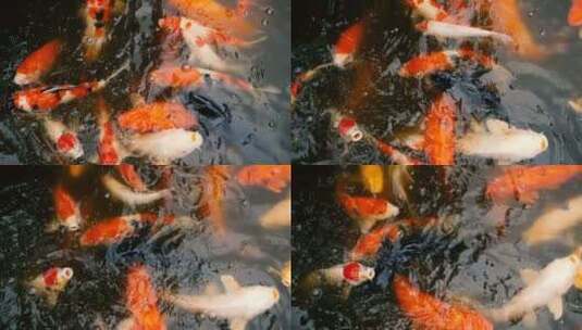 水中美丽的锦鲤锦鲤吃好运连连红色锦鲤高清在线视频素材下载