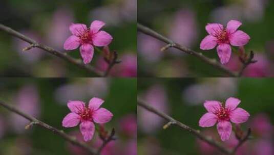 春天粉色樱花早樱花卉高清在线视频素材下载