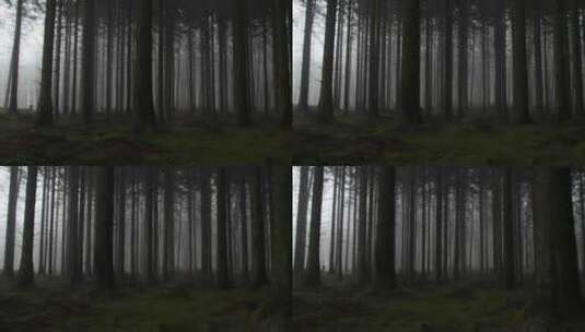 黑暗森林原始森林孤单压抑梦境高清在线视频素材下载