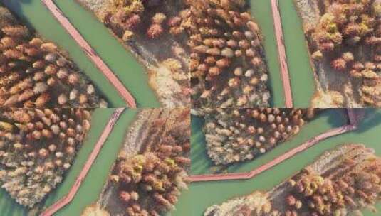 冬日里苏州虎丘湿地公园五彩缤纷的水杉林高清在线视频素材下载