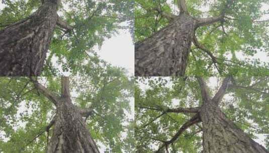 森林公园大树仰视特写空镜头高清在线视频素材下载