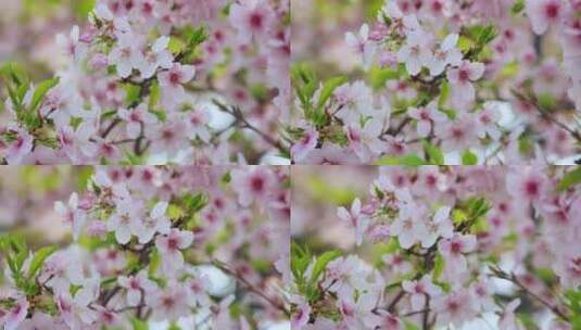 4K春天粉色樱花视频高清在线视频素材下载