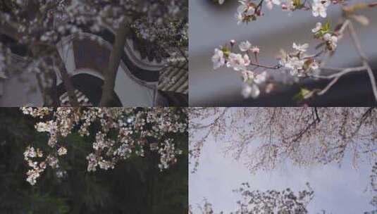 春天紫叶李盛开的成都望丛祠公园高清在线视频素材下载