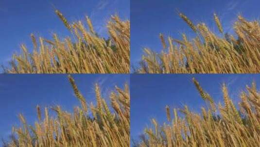 风吹麦浪景观高清在线视频素材下载