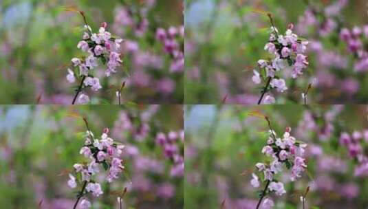 （慢镜）挂着雨滴的海棠花风中摇曳唯美治愈高清在线视频素材下载