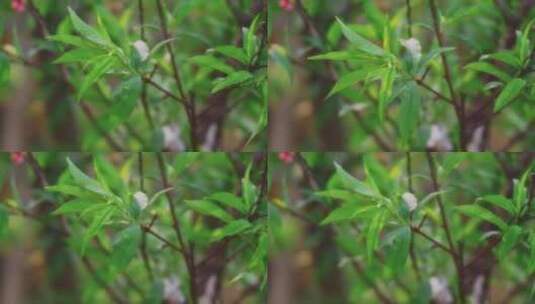 桃树树叶嫩叶绿叶吹动高清在线视频素材下载