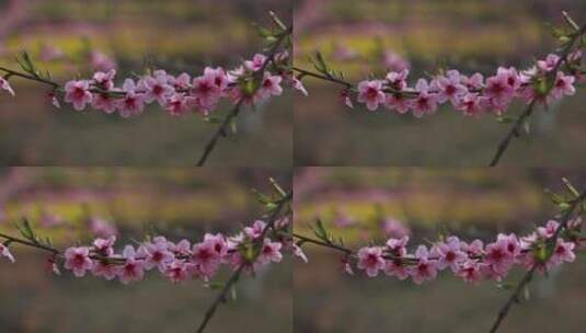 风中摇晃的桃花枝高清在线视频素材下载