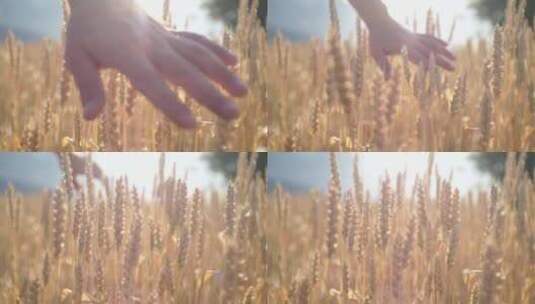 4K-女孩的手轻轻拂过成熟的麦穗高清在线视频素材下载