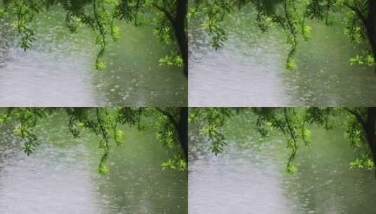 大雨雨水雨滴湖面波纹绿叶唯美意境高清在线视频素材下载