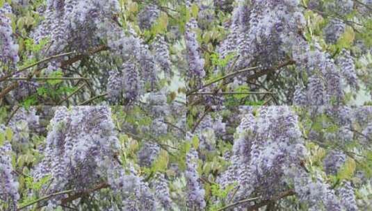 苏州园林留园紫藤盛开 唯美园林春意高清在线视频素材下载