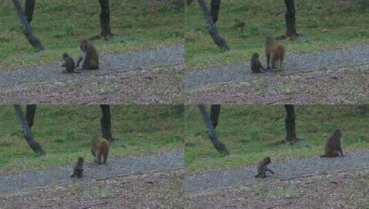 春天春雨樱花林中可爱的野猴子高清在线视频素材下载