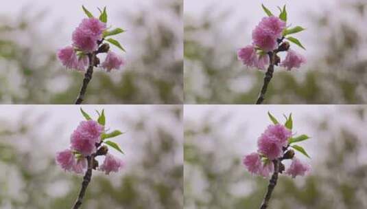 樱花花瓣花朵花开盛放高清在线视频素材下载