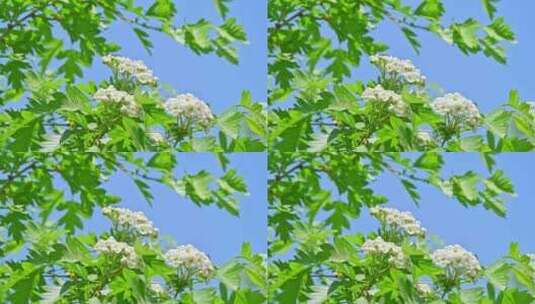 春天阳光下生长盛开白花的山楂树与蜜蜂采蜜高清在线视频素材下载