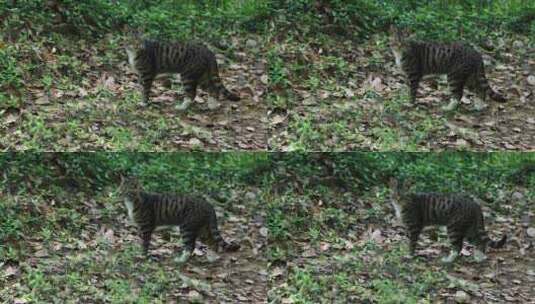 公园里一只警惕的猫高清在线视频素材下载