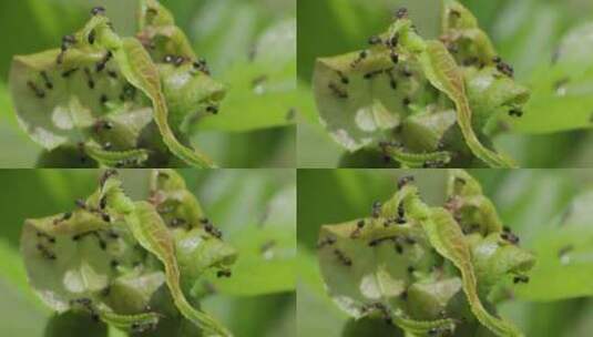 夏日清晨树叶上的幼小蚂蚁的特写高清在线视频素材下载