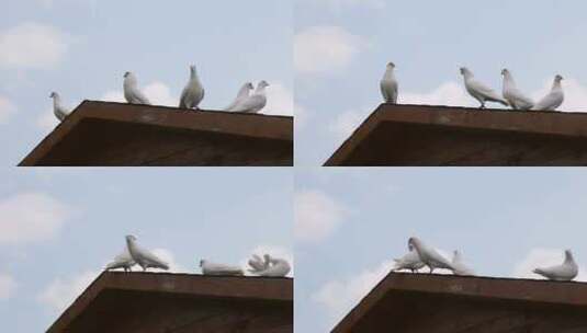 实拍屋顶上的鸽子3高清在线视频素材下载
