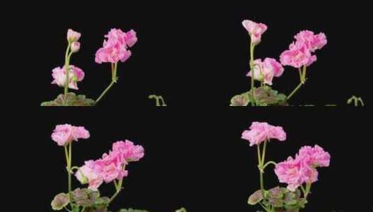 粉色天竺葵天竺葵花开放的时间推移高清在线视频素材下载