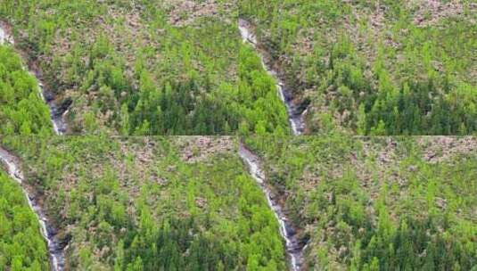 四川省阿坝州小金县结斯沟夏季高山花杜鹃花高清在线视频素材下载