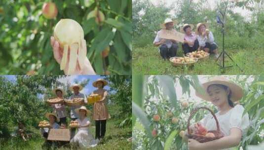 阳山水蜜桃 水蜜桃产地 水蜜桃采摘高清在线视频素材下载