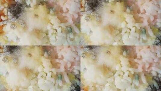 水稻上生长的霉菌和真菌呈现出各种颜色的斑高清在线视频素材下载