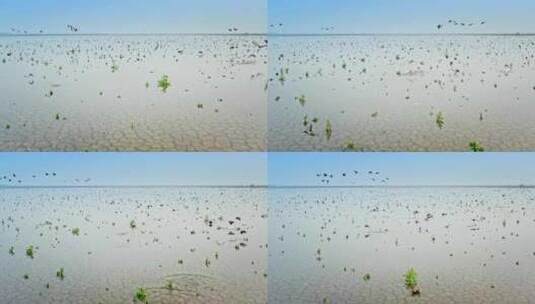 湖南岳阳东洞庭湖湿地候鸟鸟群高清在线视频素材下载