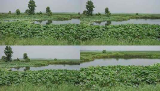 湿地野生荷花水塘高清在线视频素材下载