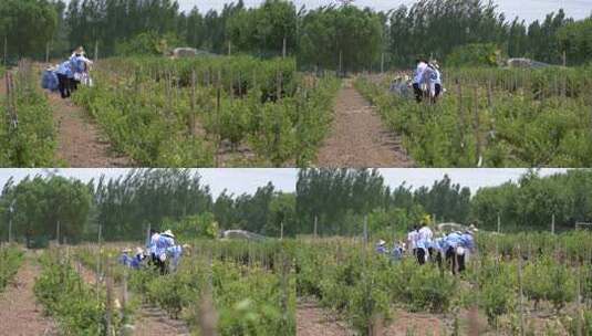 金银花 金银花种植 金银花收获高清在线视频素材下载