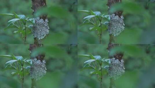 植物 树叶 自然 生态 大自然高清在线视频素材下载