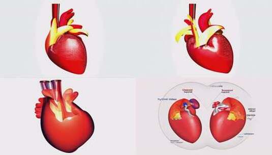 3D心脏模型展示高清在线视频素材下载