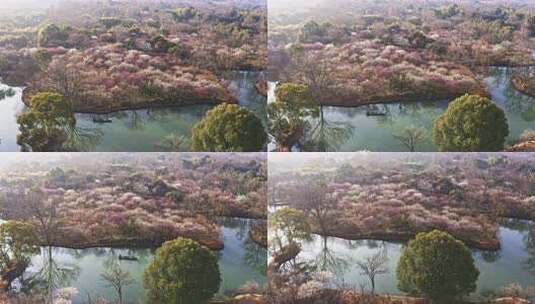 杭州西溪湿地曲水寻梅 春天江南梅花航拍高清在线视频素材下载