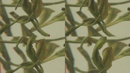 泡开的绿茶微距特写慢动作高清在线视频素材下载