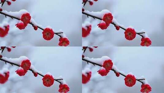 雪中绽放的红色梅花特写高清在线视频素材下载