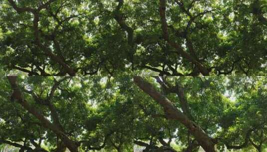 茂密大树与繁茂枝叶景象高清在线视频素材下载