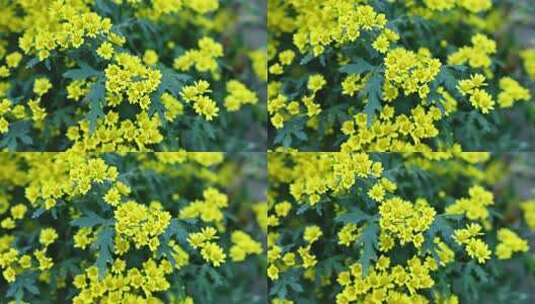 秋天盛开的黄色野菊花高清在线视频素材下载