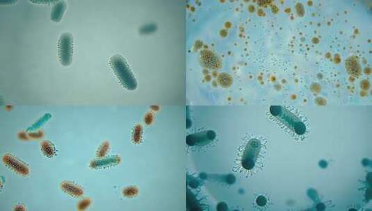 显微镜下细菌细胞浮游生物高清在线视频素材下载