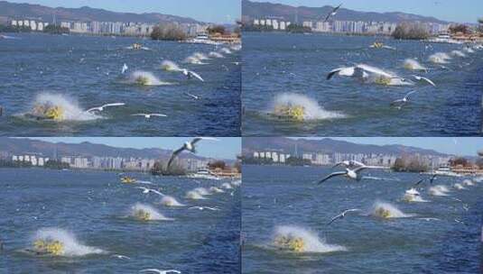 昆明海埂大坝看海鸥高清在线视频素材下载