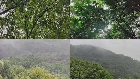 雨雾中的森林高清在线视频素材下载