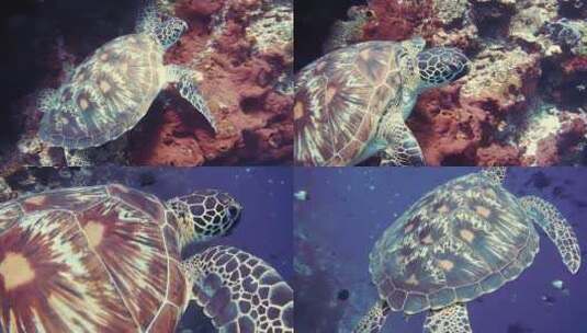 在水下的海龟高清在线视频素材下载