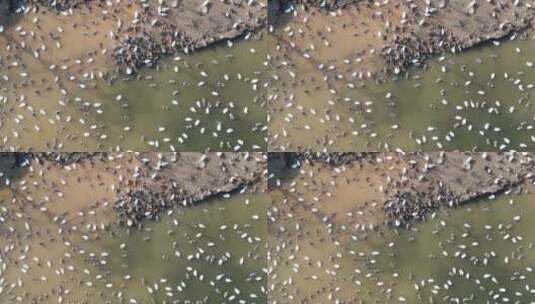 航拍农村散养家禽鸡鸭鹅高清在线视频素材下载