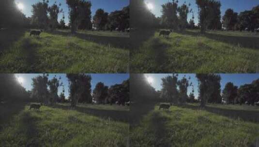 小狗在草场奔跑高清在线视频素材下载