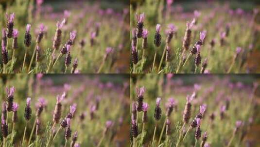 田野里紫色的花朵特写镜头高清在线视频素材下载