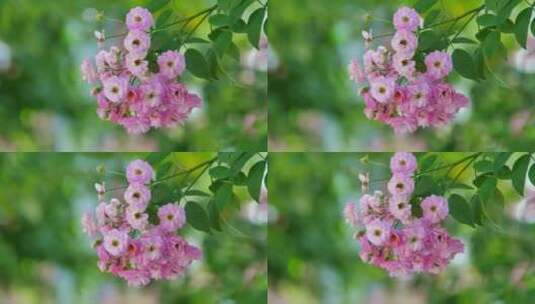 盛开的蔷薇花高清在线视频素材下载