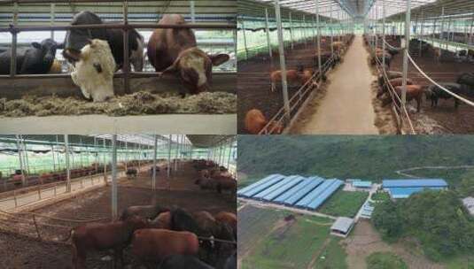 黄牛养殖高清在线视频素材下载